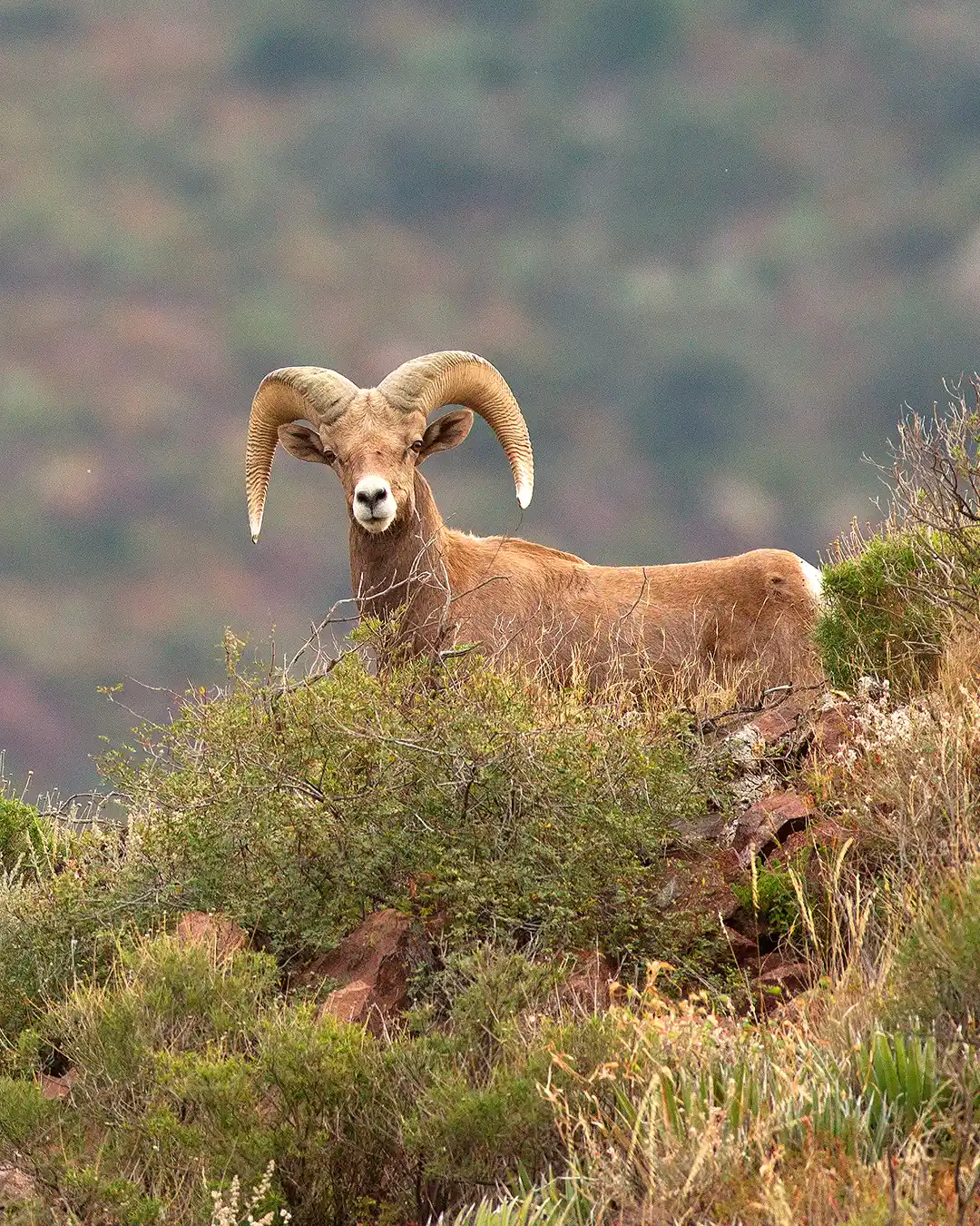 Borrego cimarrón en la Reserva Natural El Carmen