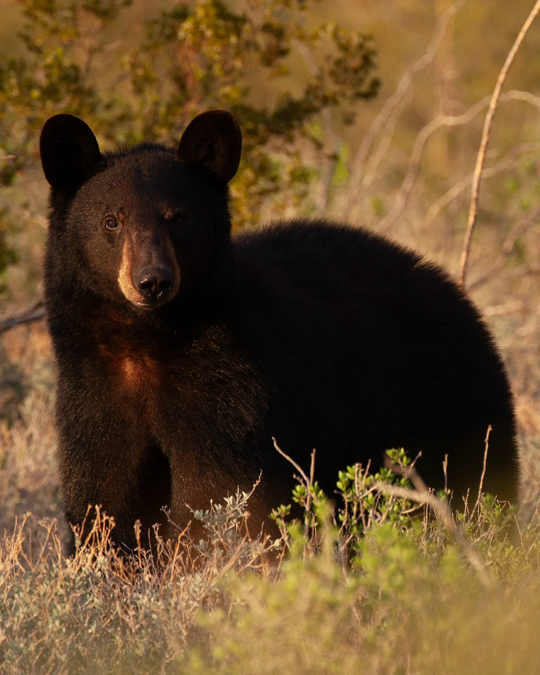 Oso, mamíferos, proyecto de desierto, proyecto de bosques WHC