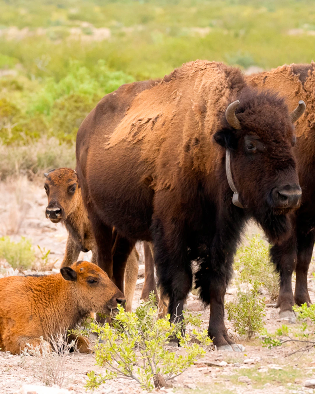 bisontes americanos y sus crías en la Reserva Natural El Carmen