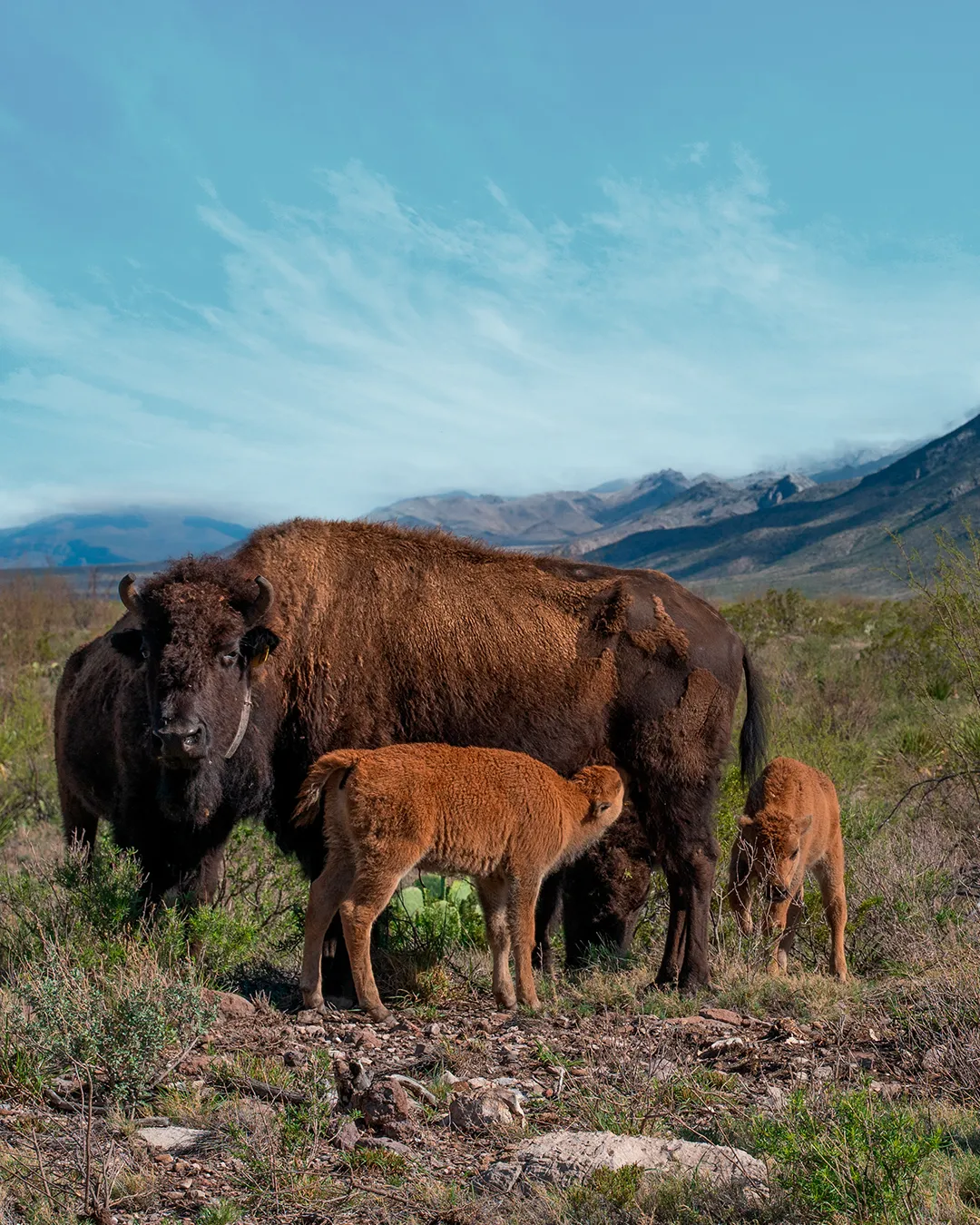 bisonte americano y su cría en los pastizales de la Reserva Natural El Carmen