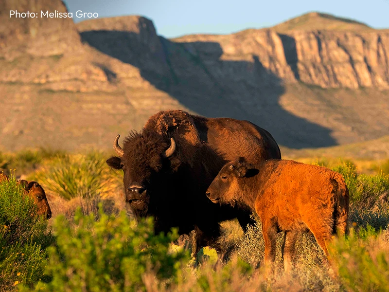 Fotografía de bisontes americanos en los pastizales