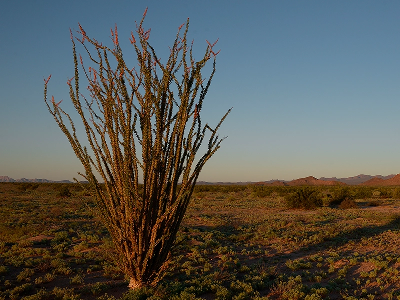 Una fotografía de una planta de ocotillo