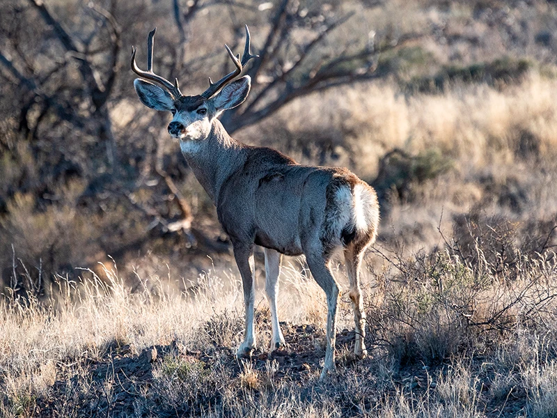 Una fotografía de un venado bura en los pastizales
