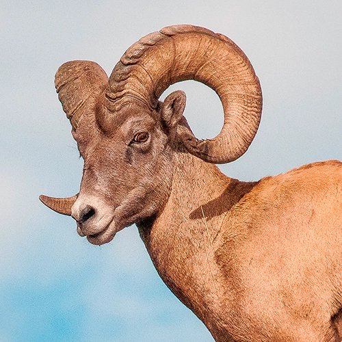 Una fotografía de un borego cimarrón del desierto