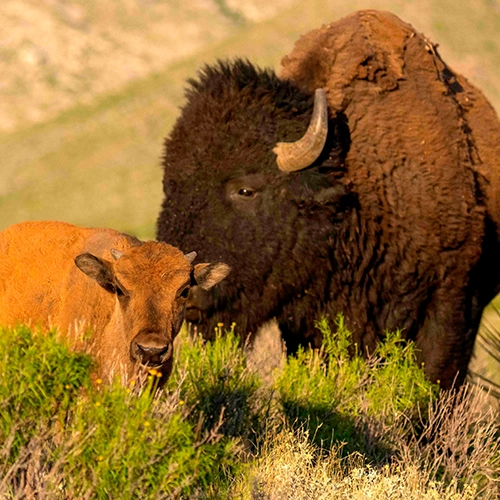Una fotografía de un bisonte americano y su cría