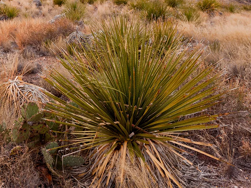 A photograph of a green sotol