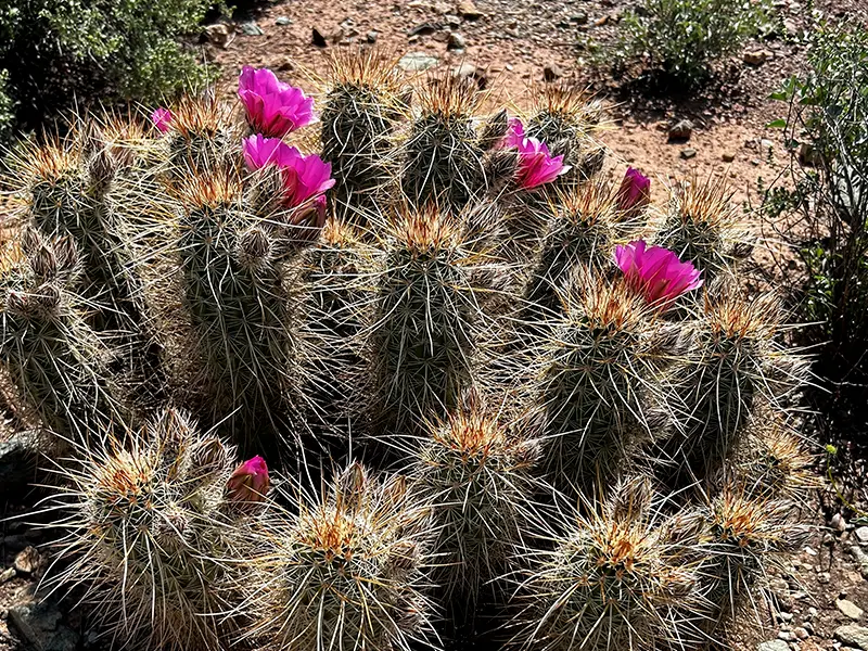 Una fotografía de un alicoche sanjuanero