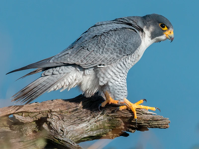 Una fotografía de un halcón peregrino