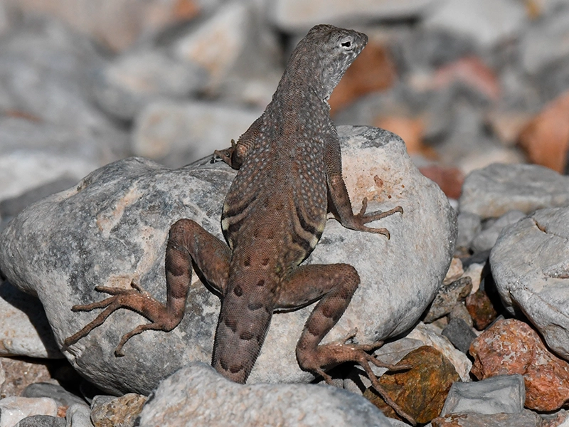 A photograph of a Greater earless lizard