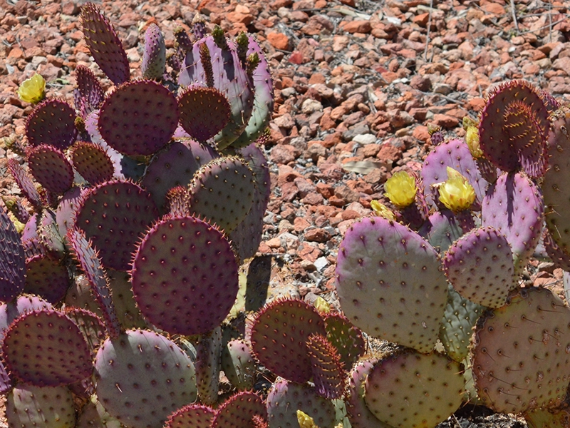 Una fotografía de un nopal violáceo
